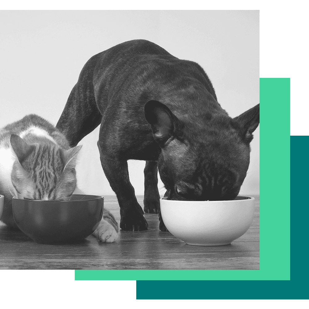 A dog and a cat are eating out of their food bowls